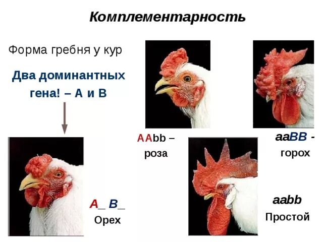 Доминантные признаки у кур. Наследование формы гребня у кур. Комплементарность гребни кур. Наследование формы гребня у петухов. Форма гребней кур комплементарность.