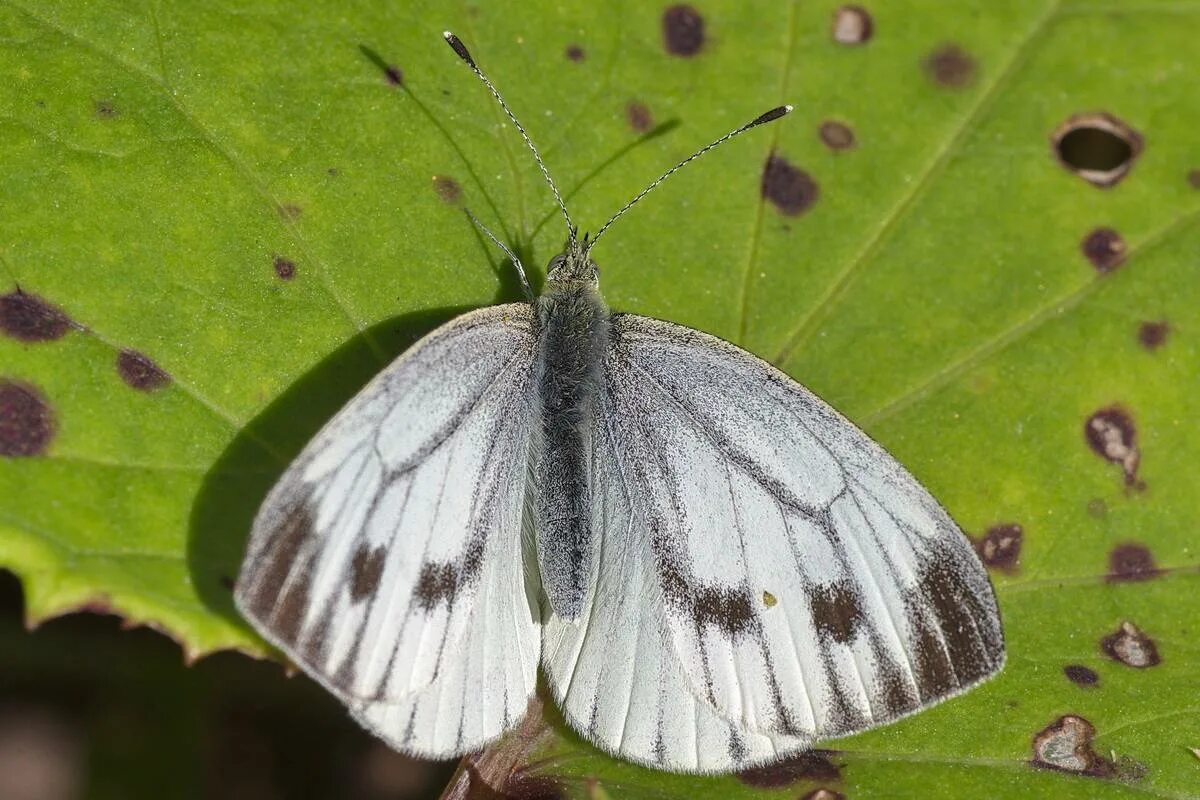 Бабочка Белянка капустница. Белянка брюквенная бабочка. Капустница Белянка. Pieris napi (Linnaeus, 1758) – Белянка брюквенная..