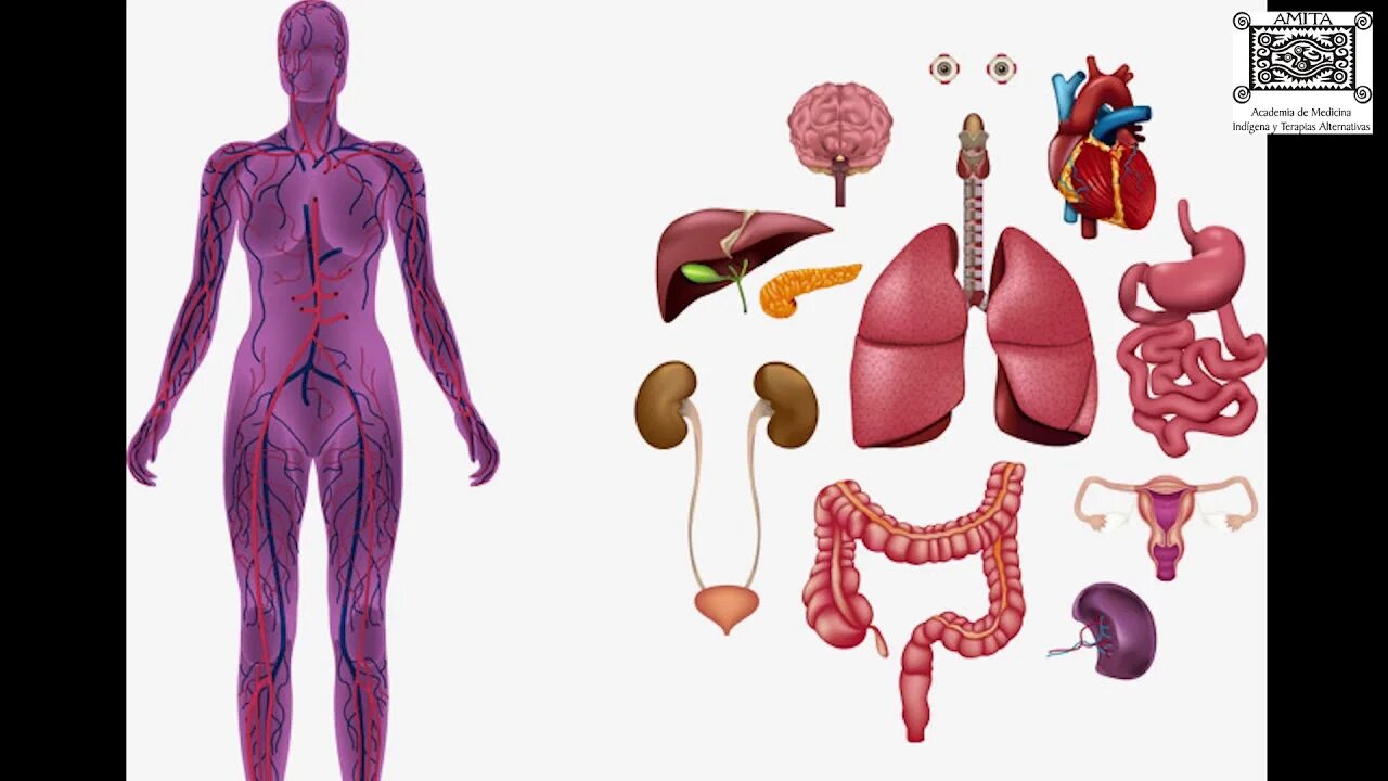 Форма органов человека. Модель человека с внутренними органами. Анатомия человека внутренние органы для детей. Макет человека с органами. Модель тела человека с органами для детей.