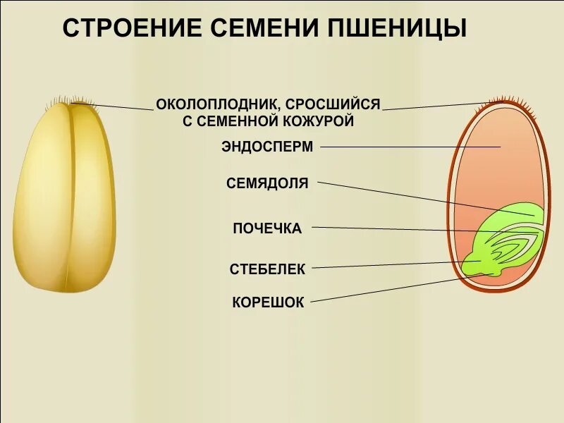 Из чего состоит семя биология. Строение семени однодольного растения пшеницы. Строение зерновки пшеницы 6. Строение семени зерновки пшеницы. Строение семян однодольных растений Зерновка пшеницы.