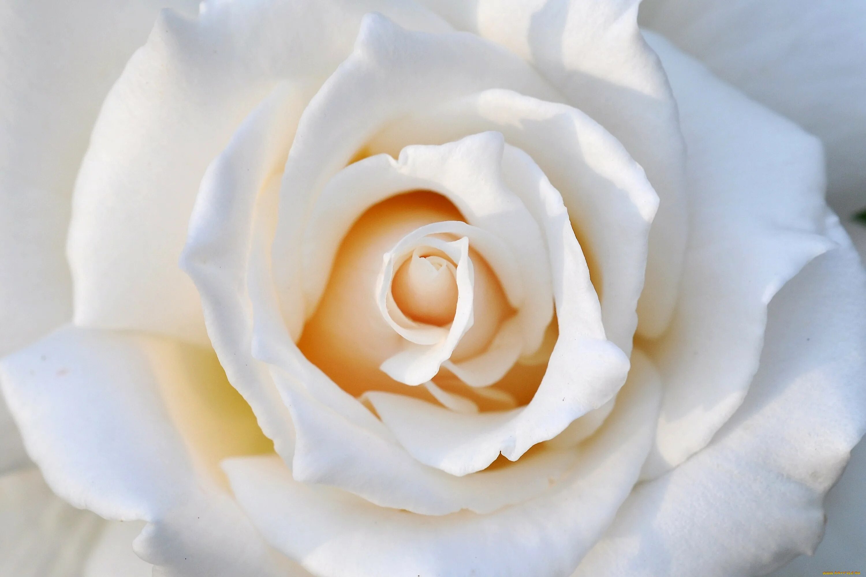 Белый тет. Белые розы. Бело розовые розы. Белые и кремовые розы. Jolaya Roza.
