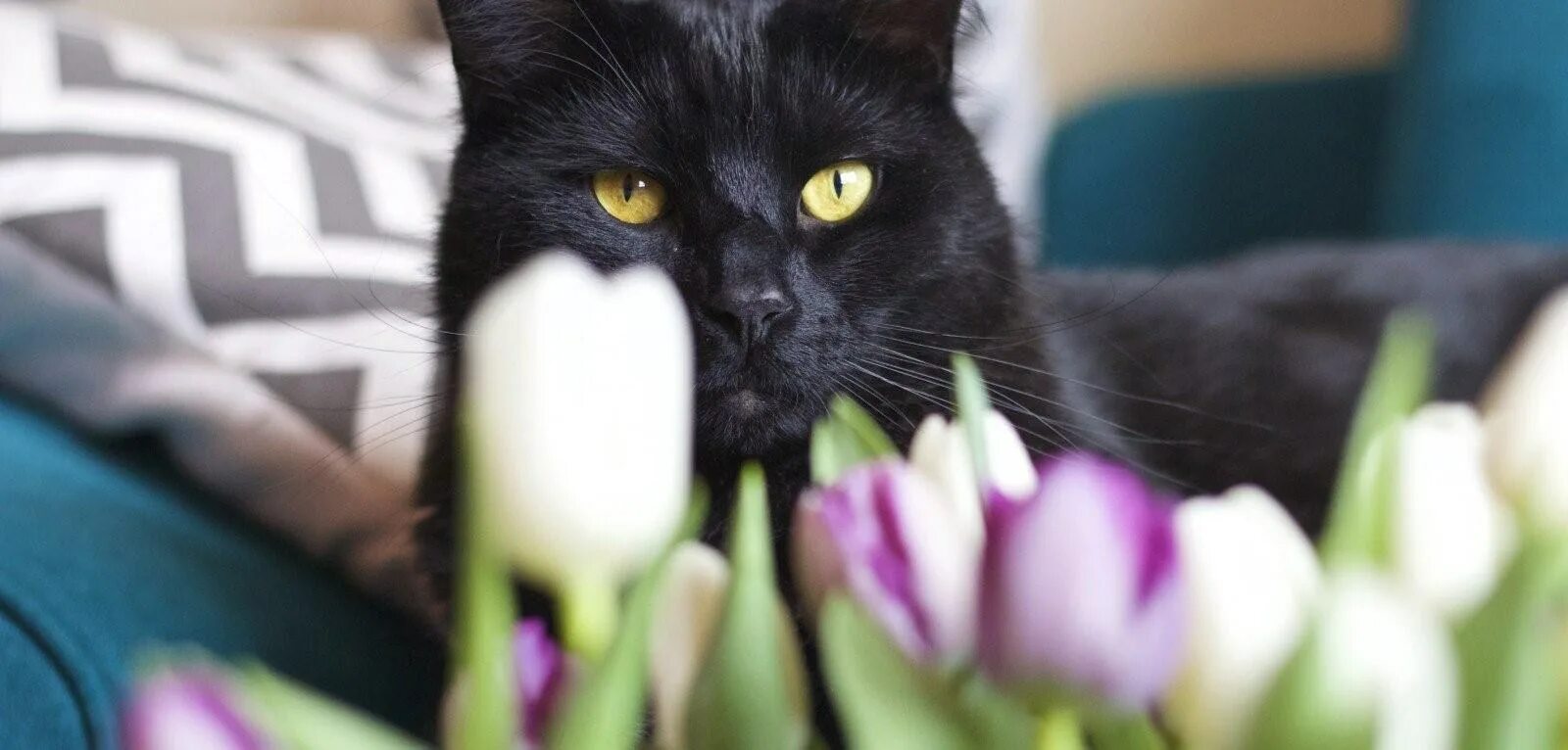 Котик с тюльпанами. Кошка с тюльпанами. Черный кот с тюльпанами. Черный кот с цветами.
