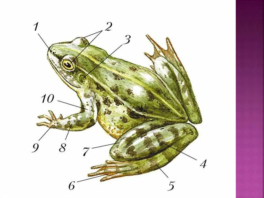 Контрольная по земноводных 8. Внешнее строение лягушки рисунок. Внешнее и внутренне строение лягушки. Внутреннее строение земноводных лягушка. Внешнее строение лягушки 7 класс.