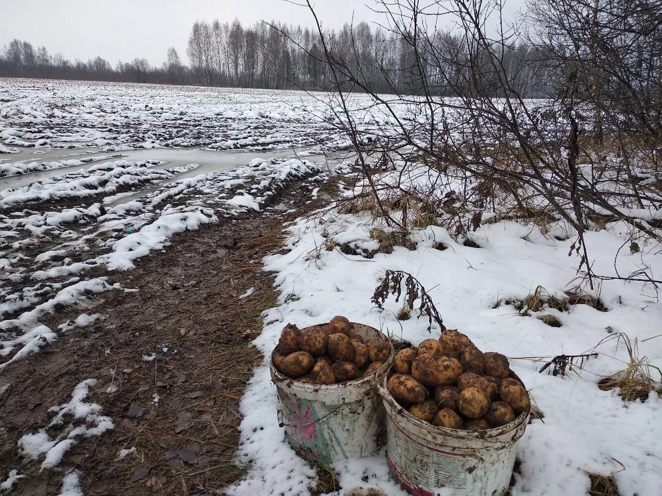 Посев семян на снег. Сажать картошку в снег. Зимние лопаты. Всход озимых. Сеющий снег.