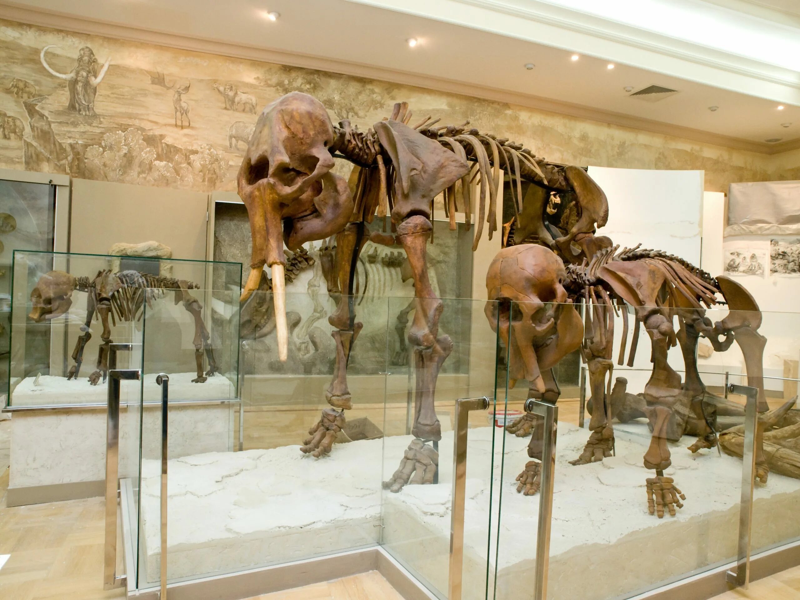 2025 (Kazan) Admission ticket to the Natural History of Tatarstan Museum, Kazan