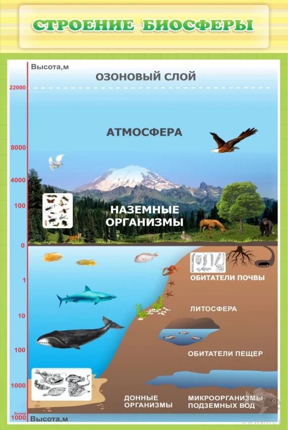Строение биосферы. Биосфера стенд. Биосфера плакат. Биосфера строение биосферы. Биосфера рабочий лист