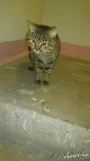 Найденные коты в твери