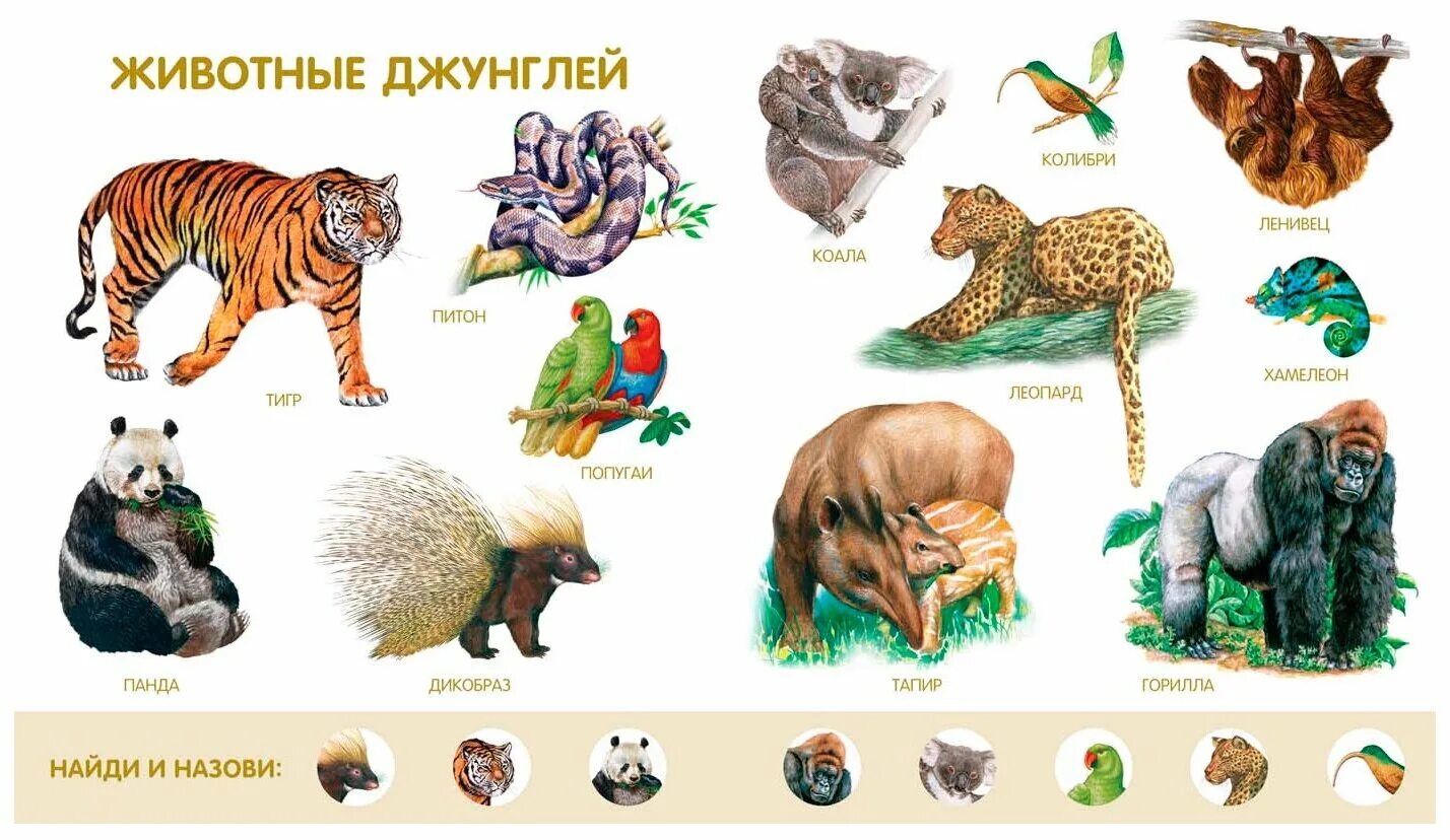 Какое животное на е. Животные джунглей с названиями. Животные живущие в джунглях названия. Животные джунглей для детей с названиями. Животные список названий с картинками.