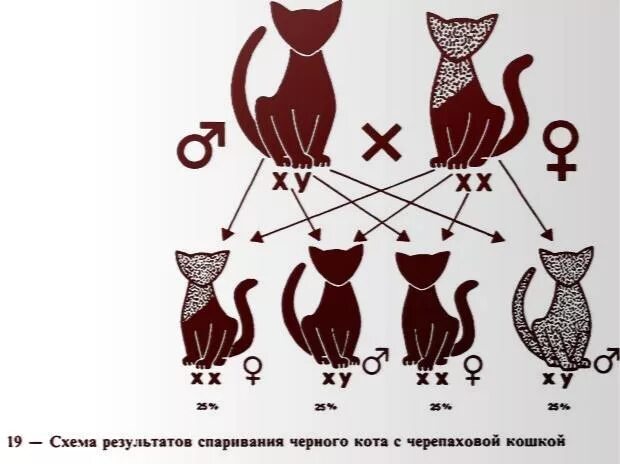 Селекция кошек. Генетика кошек. Селекция скрещивание кошек. Наследование кошачьего окраса.