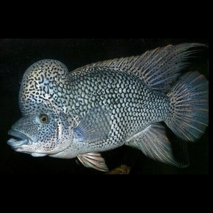 Фловер Хорн рыба. Аквариумные рыбки серого цвета. Рыбка Оскар. Африканские рыбы.