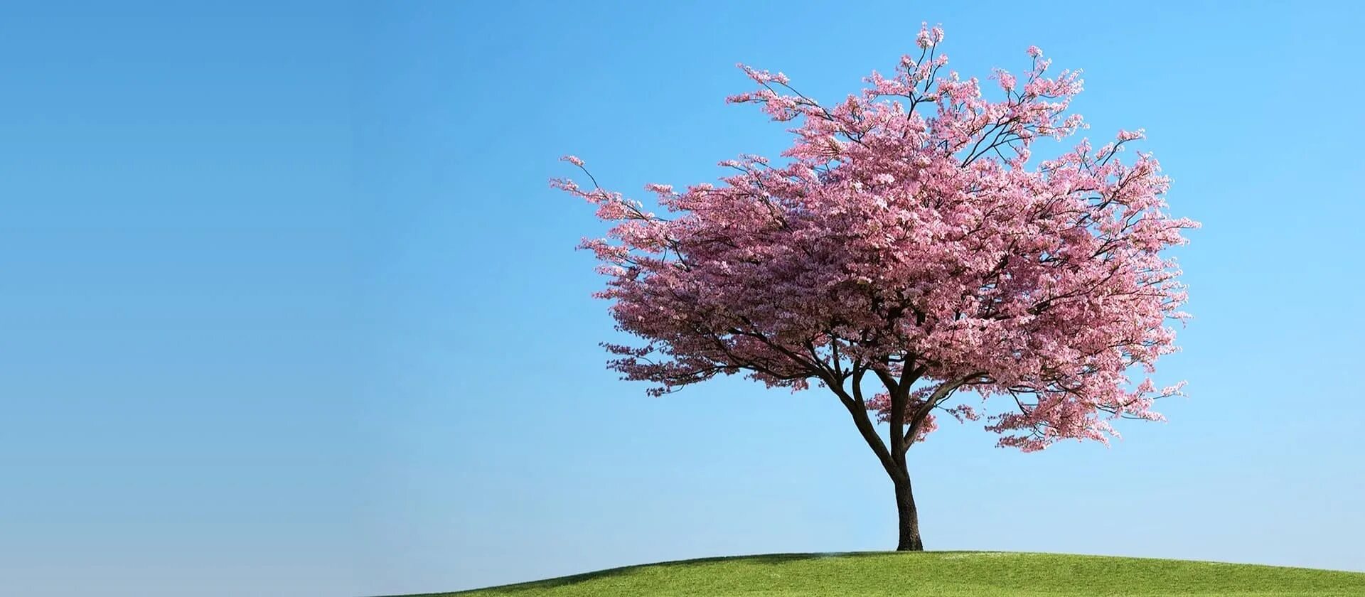 Big blossom. Сакура референс дерево. Цветущая Сакура Геншин. Сакура нотобаг. Розовое дерево.