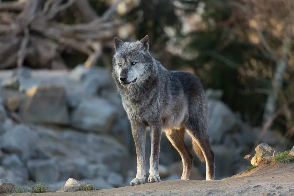 Canis Lupus Lycaon. Тимбер волк. Canis Lupus (Wolf). Волк Бенковский островной Тундровый. Хвойная волки