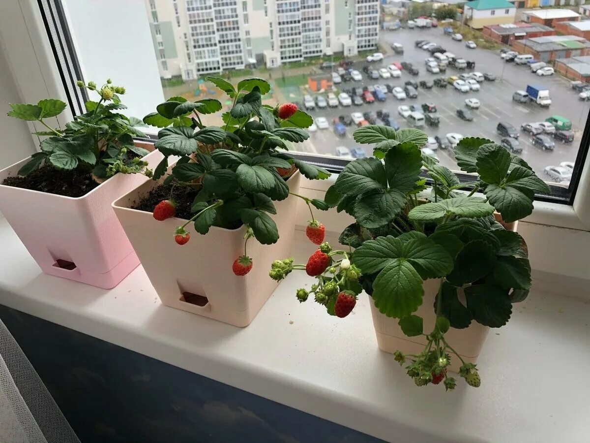 Руккола на гидропонике. Огород на подоконнике зимой зелень. Рассада на окне. Балконные томаты черри. Выращивание зимой на окне.