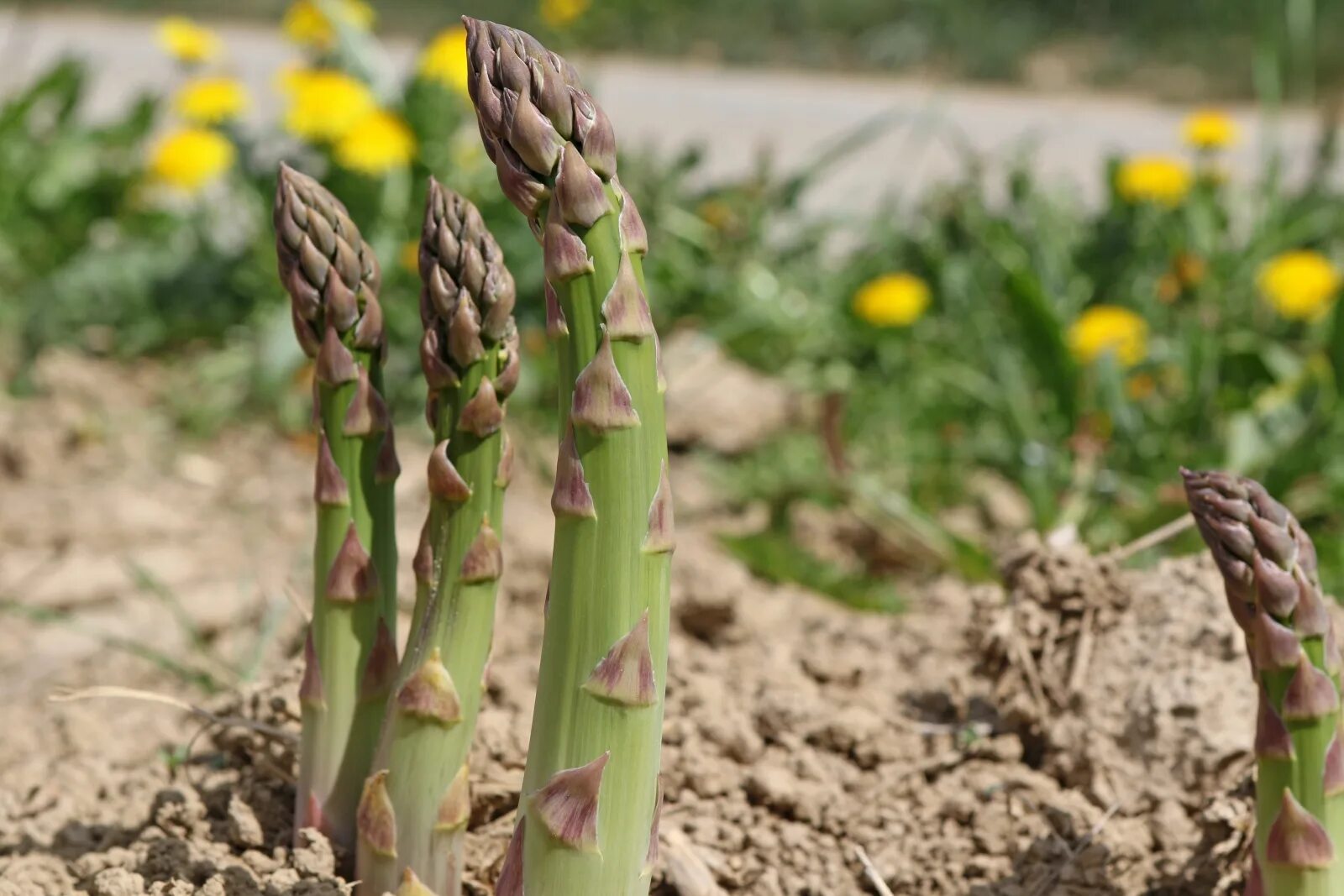 Спаржа Огородная. Спаржа коротколистная. Спаржа коротколистная - Asparagus brachyphyllus. Ростки спаржи. Спаржа как выращивать в огороде