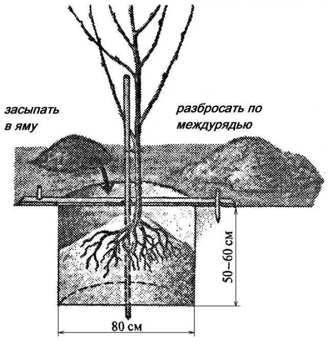 Как правильно посадить сливу весной. Посадочная яма розы грандифлора. Посадка плодовых деревьев.
