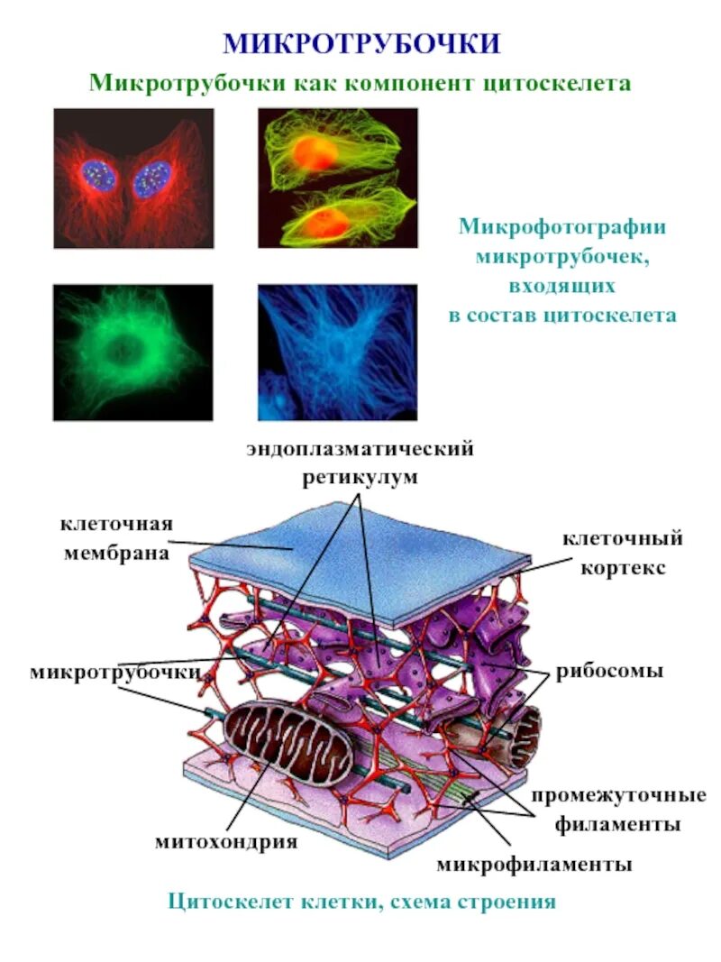 Цитоскелет микрофиламенты. Клетки цитоскелета микротрубочки функции. Элементы цитоскелета клетки таблица. Структура и функции цитоскелета.