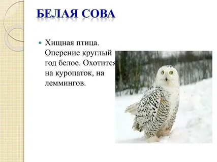 Рассказ о белой сове