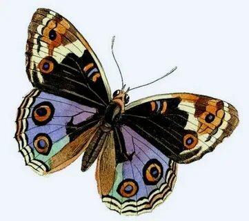 Пейньуарлардағы жалаңаш фотолар