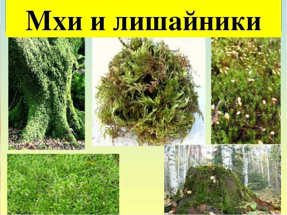 Лишайник сфагнум. Моховидные растения сфагнум. Мхи и лишайники в лесах Урала. Мхи плауны лишайники листостебельные.