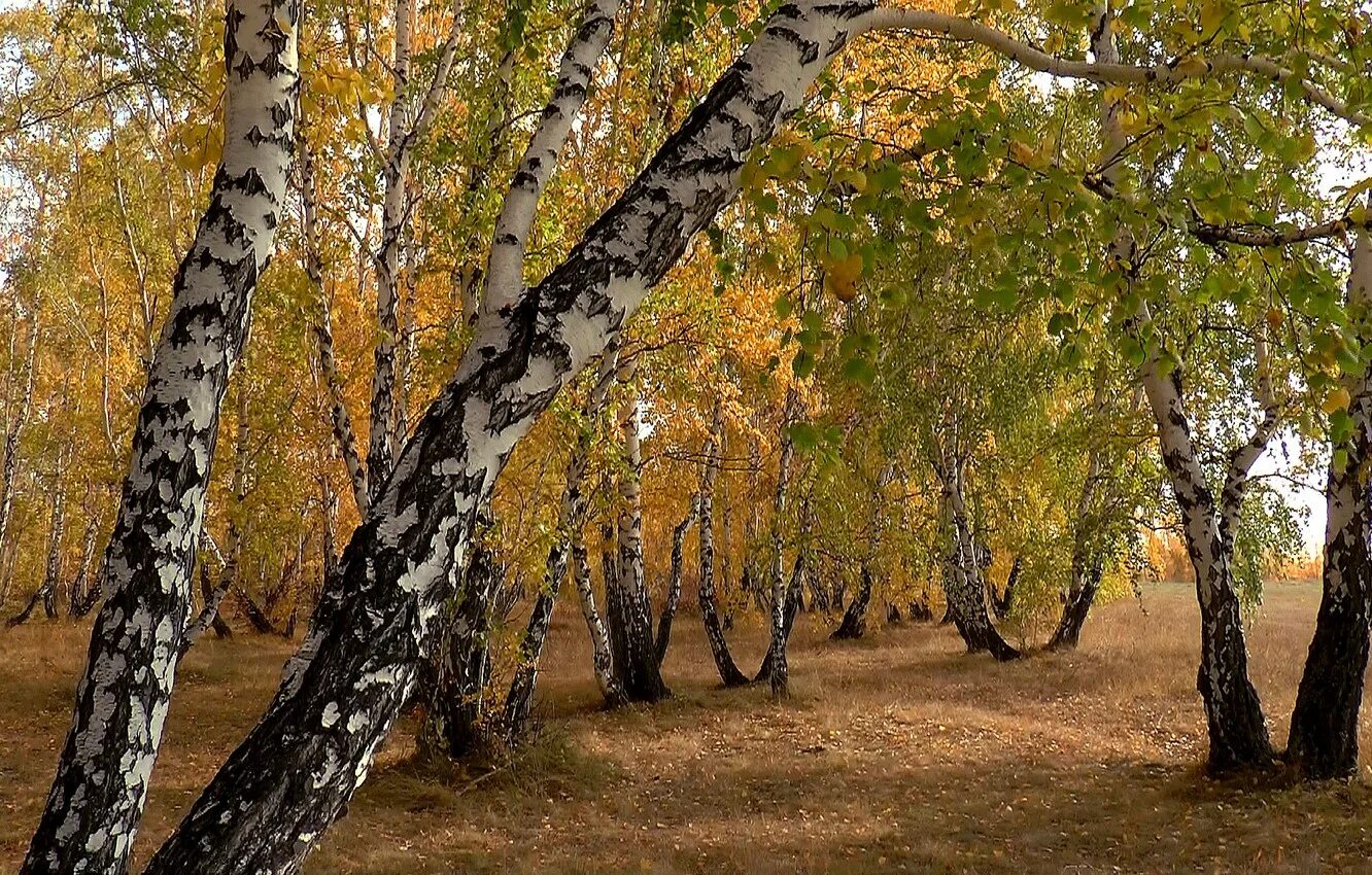 Береза живая природа. Карликовая береза роща. Карелия роща карельской березы. Карельская береза осенью. Сибирская береза.