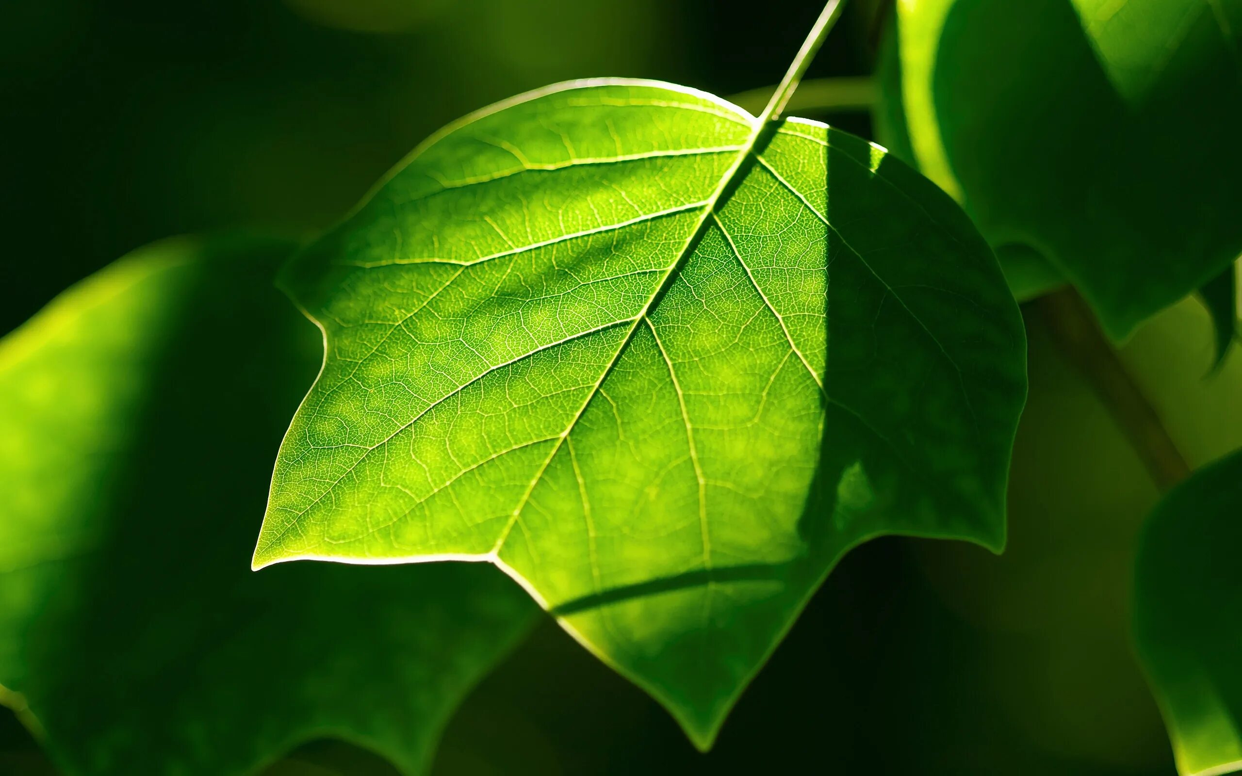Leaves wallpaper