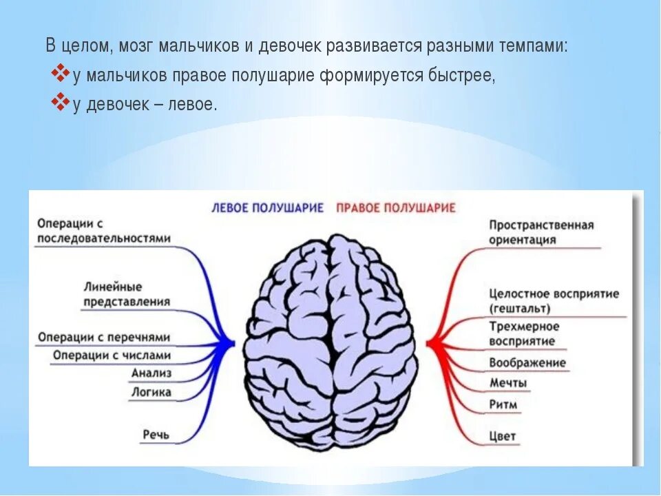 Правом полушарии. Межполушарная асимметрия мозга схема. За что отвечает левое полушарие мозга у ребенка. Развитые полушария мозга. Два полушария мозга.