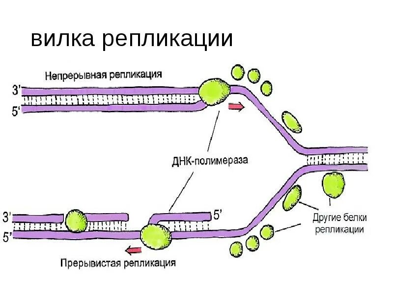 Какой цифрой на схеме обозначена репликационная вилка. Репликация днк репликативная вилка. вилка репликации днк. схема репликативная вилка биохимия. репликация с ферментами схема.