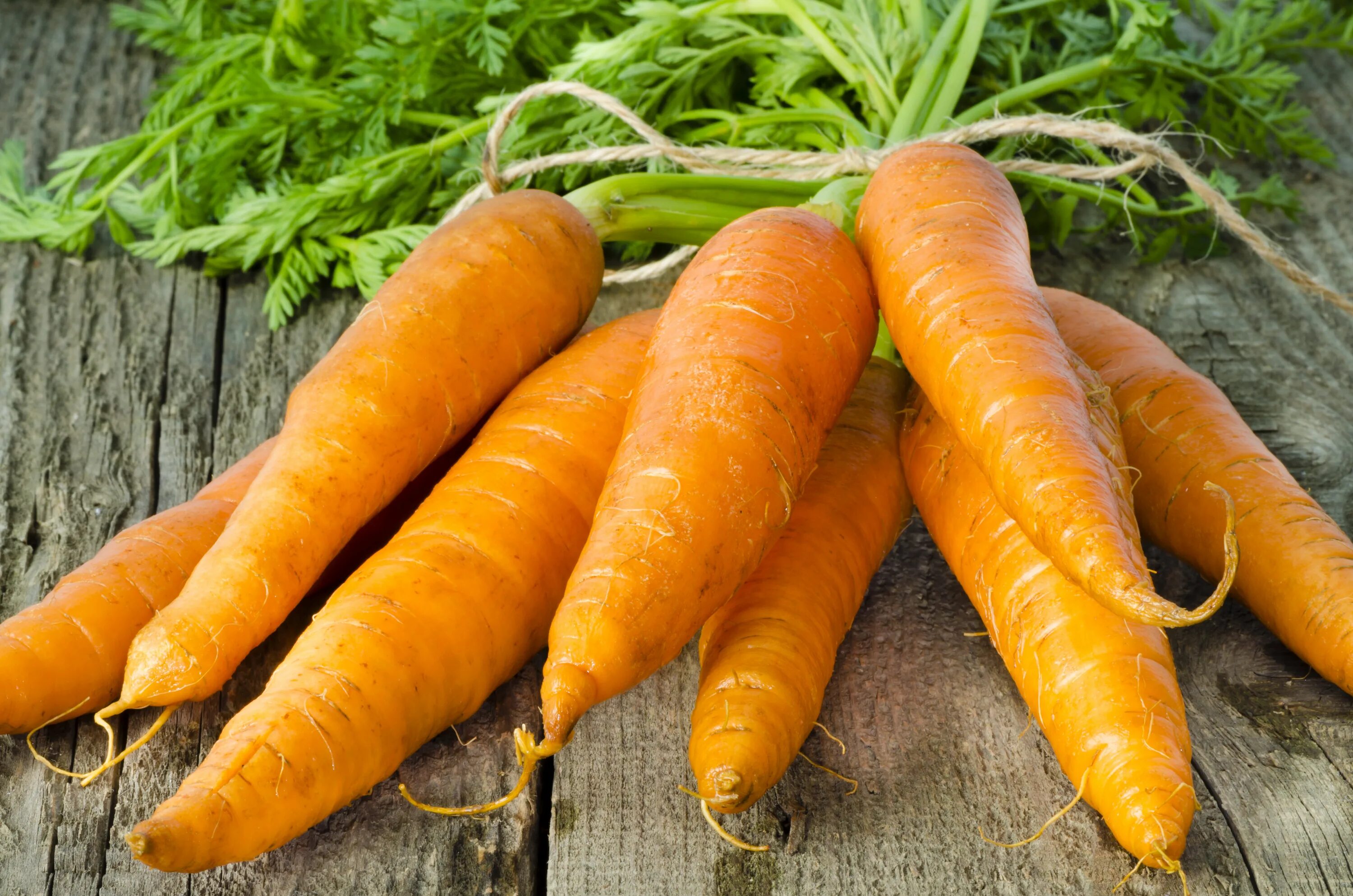 К чему снится морковь свежая. Морковь. Красивая морковка. Морковь картинка. Разноцветная морковь.
