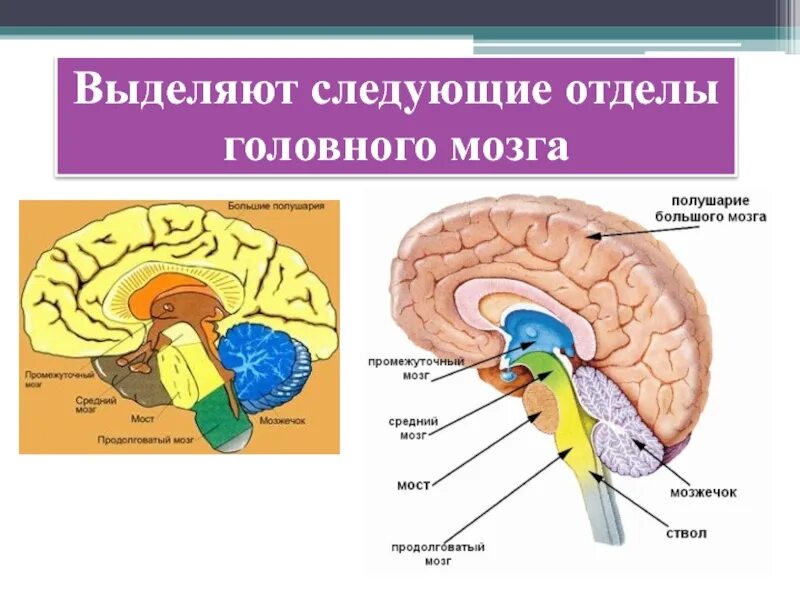 Какие отделы головного мозга выделяют