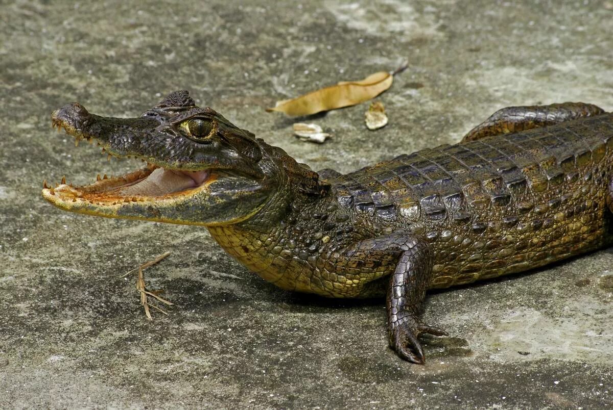 Кайман животное. Очковый Кайман. Крокодиловый Кайман. Крокодиловый Кайман Caiman crocodilus. Кайман Южной Америки.