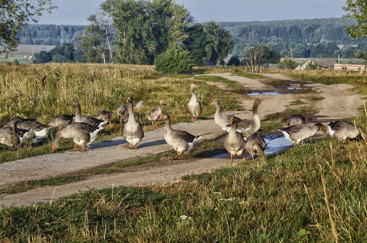 белые гуси стояли посередине заросшей муравой улицы. заросли камыша. злаково-разнотравные луга великобритании. разнотравно-злаковые степи. перекати поле растение.