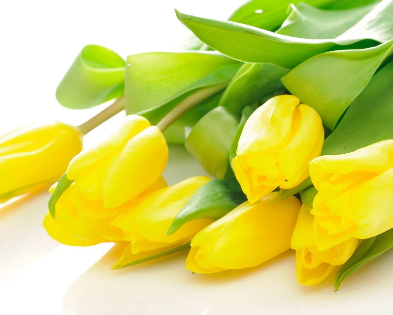 Цветы тюльпаны. Желтые тюльпаны. Желтые тюльпаны цветы. Тюльпаны фон. Желтые тюльпаны вестники разлуки текст