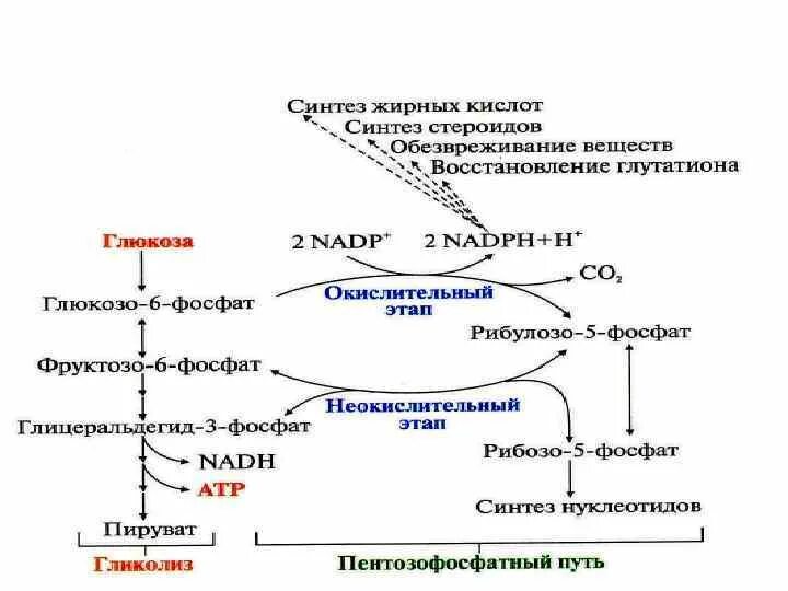 Пентозофосфатный путь Глюкозы биохимия. Схема процесса пентозофосфатный путь превращения Глюкозы. Пентозофосфатный путь превращения Глюкозы схема. Пентозофосфатный путь окисления Глюкозы.