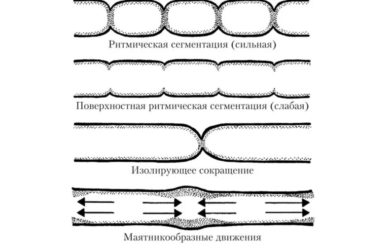 Типы моторики. Типы сокращений тонкого кишечника. Типы моторики пищеварительной трубки. Схема перистальтики кишечника. Типы моторики тонкой кишки.
