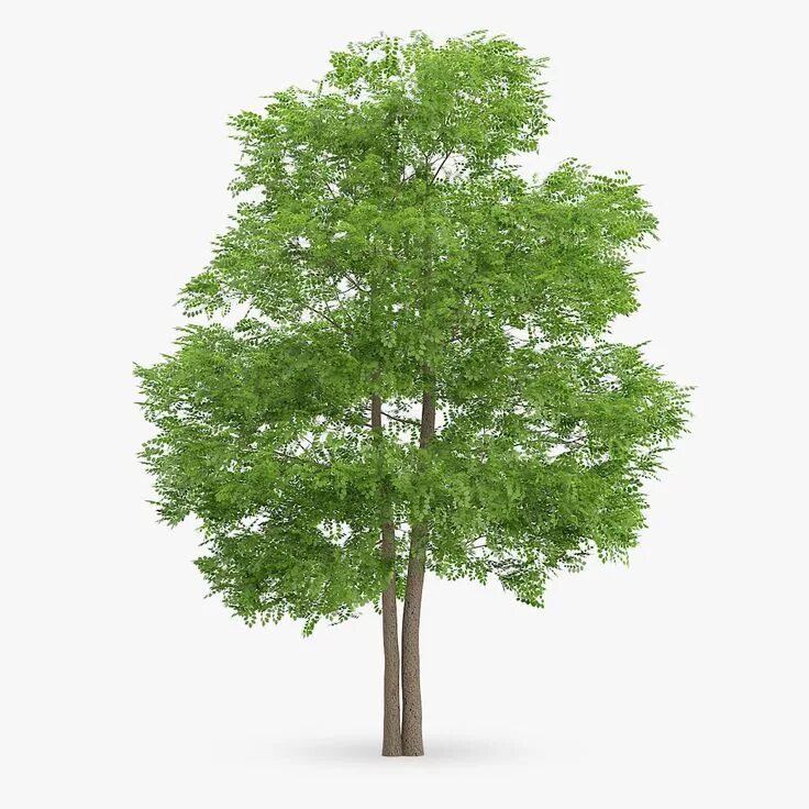 Wild tree