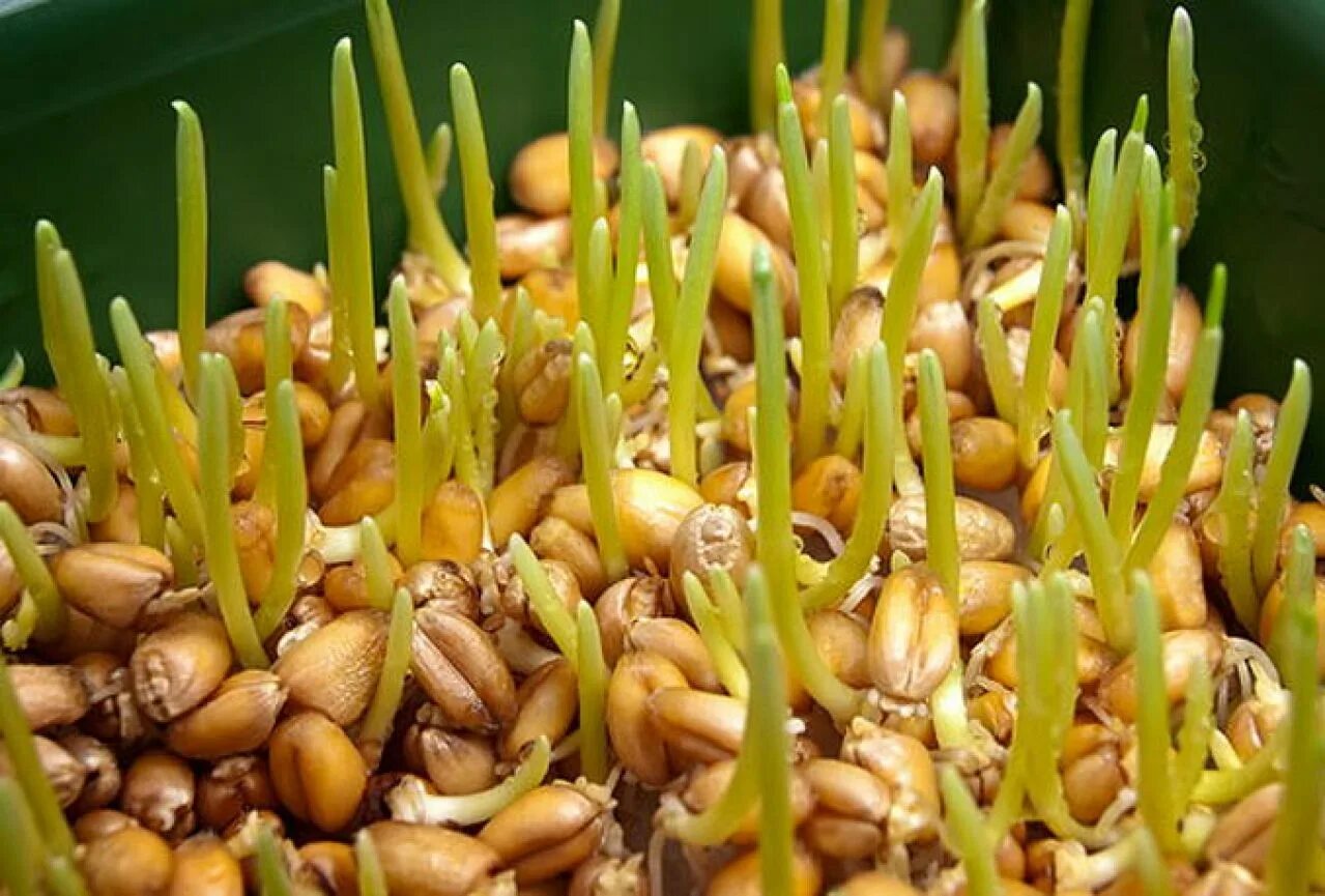 Польза пророщенных семян. Проросшая пшеница микрозелень. Пшеница семена пророщенная. Пророщенная зернышко пшеницы. Пророщенная кукуруза.