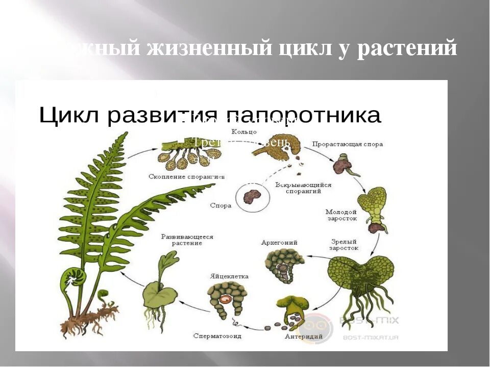 Жизненные циклы егэ биология задания