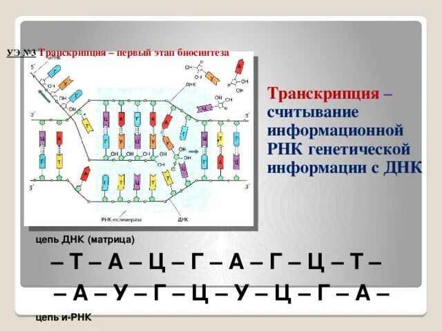 Транскрипция генетической информации. Транскрипция ДНК И РНК. Считывание информации с ДНК на и-РНК. Синтез РНК транскрипция.