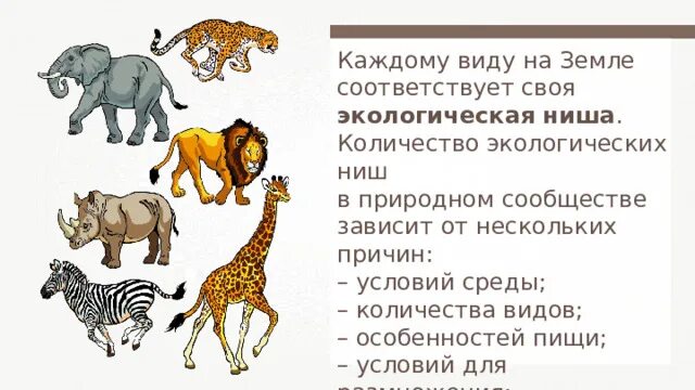 Экологическая ниша носорога. Экологическая ниша это в биологии. Экологическая ниша зебры. Экологические ниши травоядных. Экологическая ниша примеры.