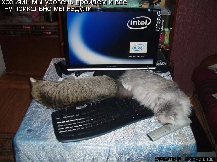 Интел отключили. Смешной кот с подписью. Котики с прикольными подписями. Прикольные коты с подписями. Смешные кошки с подписями.