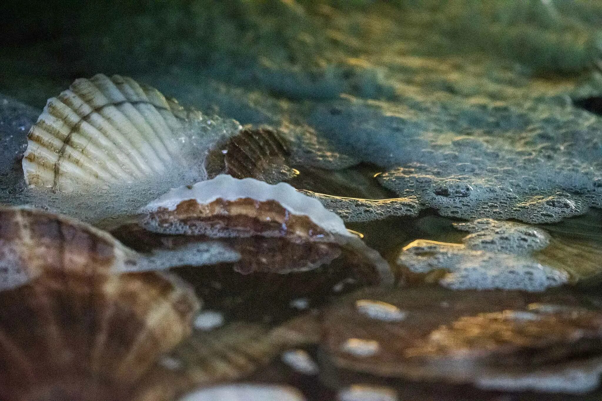 Морской гребешок водоросль. Гребешок Приморский. Гребешки морские под водой. Морские гребешки водоросли. Гребешок плавает.