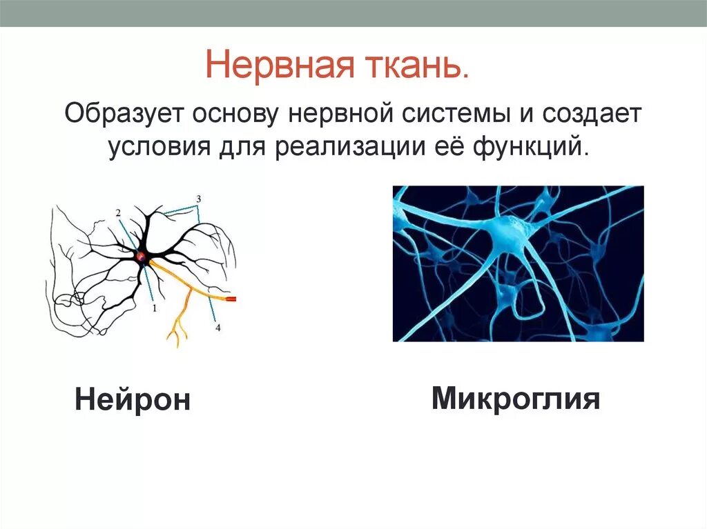 Какие органы образует нервная ткань. Нервная ткань. Классификация нервной ткани. Нервная ткань ткань. Нервная ткань органы.