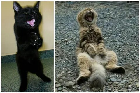 Коты их жизнь