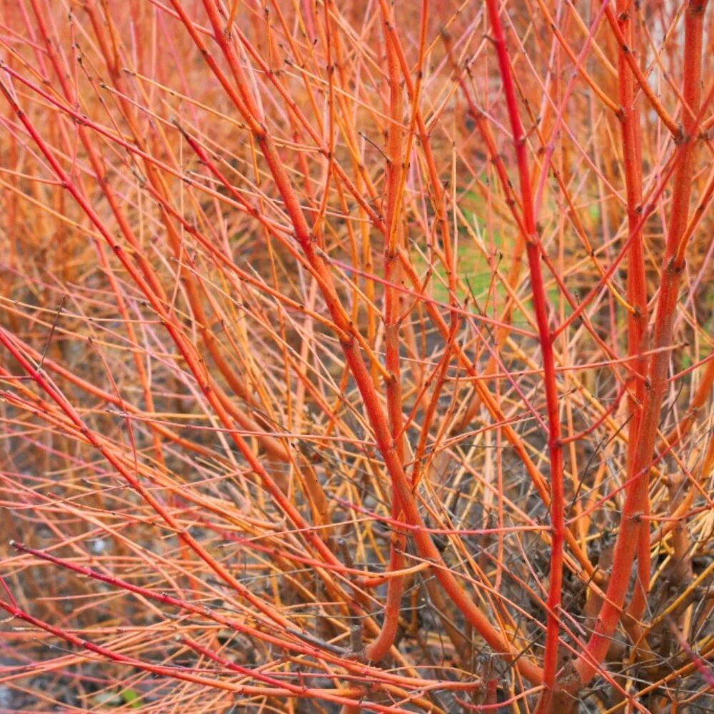 Дерен красный купить. Дерен Сибирика. Дерен кроваво-красный (Cornus sanguinea). Красный Сибирика дерен. Дёрен кровяно-красный.