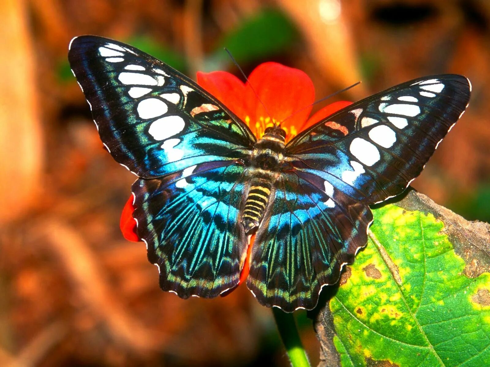 Название самых красивых бабочек. Олимпиус Инферно бабочка. Олимпиус Инферно бабочка фото. Бабочка Олимпия Инферно фото. Morpho Deidamia.