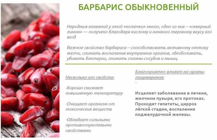 Барбарис можно есть. Полезные свойства барбариса. барбарис польза. барбарис характеристика. барбарис польза ягод.