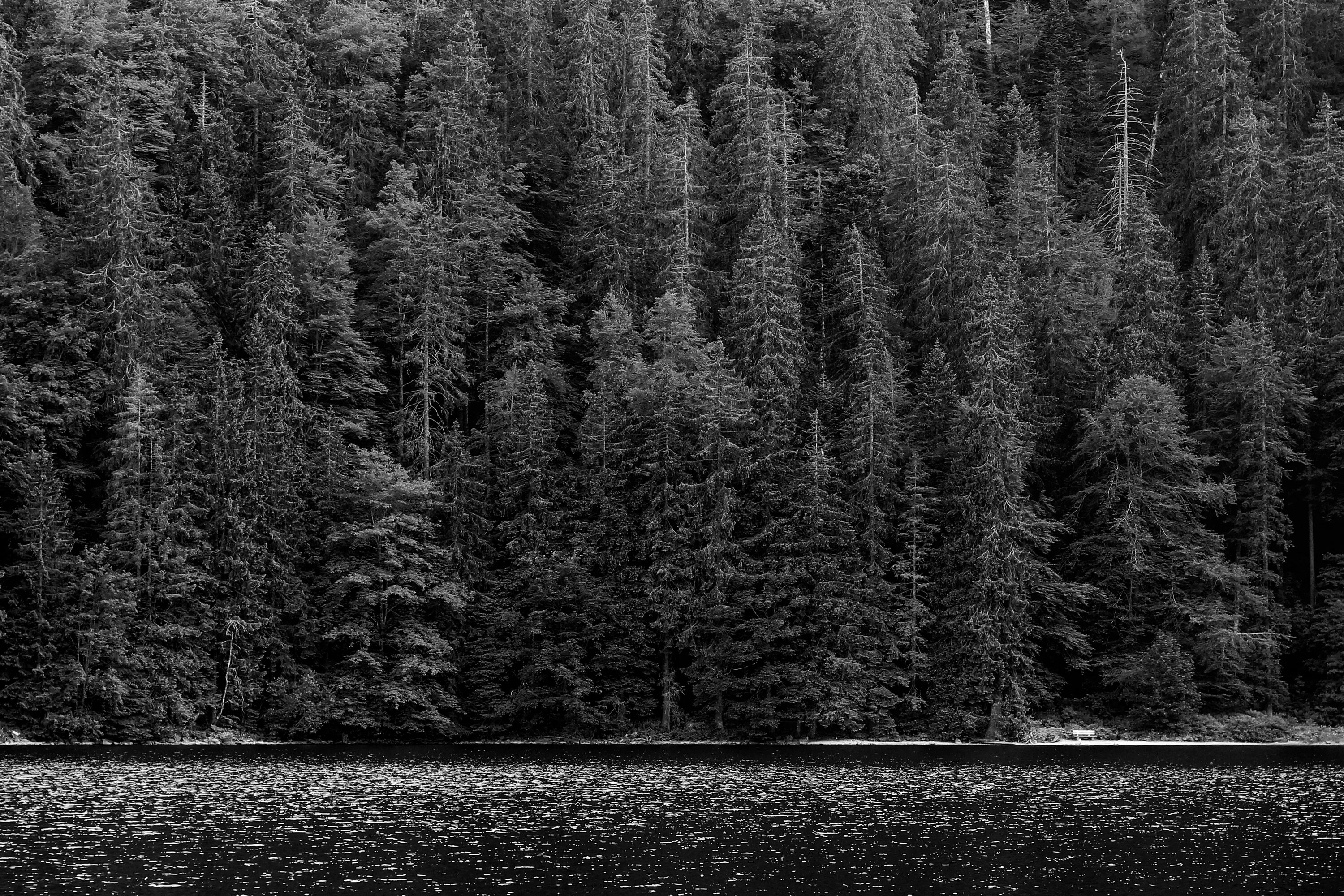 Мрачный еловый лес. «Чёрного леса»Шварцвальда. Мрачный лес. Еловый лес. Черно белый лес.