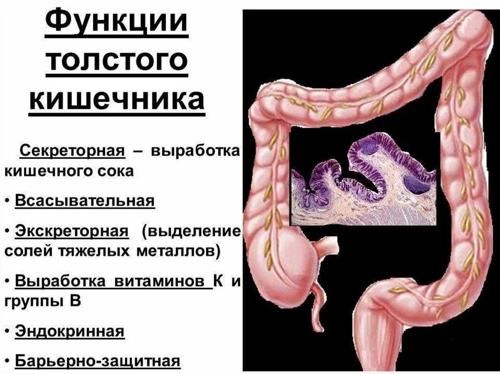 У каких животных короткий кишечник. Толстая кишка функции. Функции Толстого кишки. Отделы толстой кишки строение функции. Функции отделов Толстого кишечника.