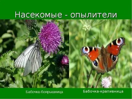 Подчеркни насекомых опылителей окружающий мир