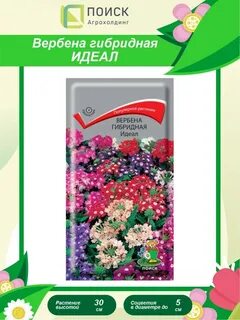 Цветы вербена идеал
